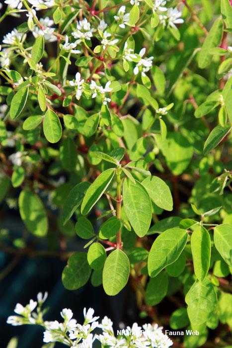 Euphorbia_hypericifolia_Inneuphe_Vicky_Lim_Yen_Ngoh_5r