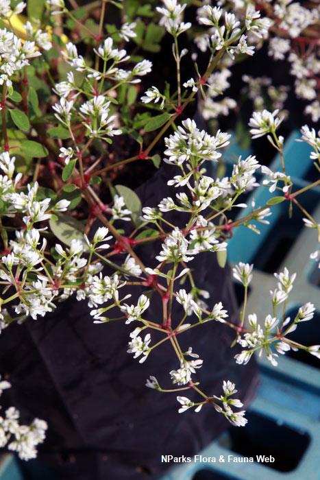 Euphorbia_hypericifolia_Inneuphe_Vicky_Lim_Yen_Ngoh_6r