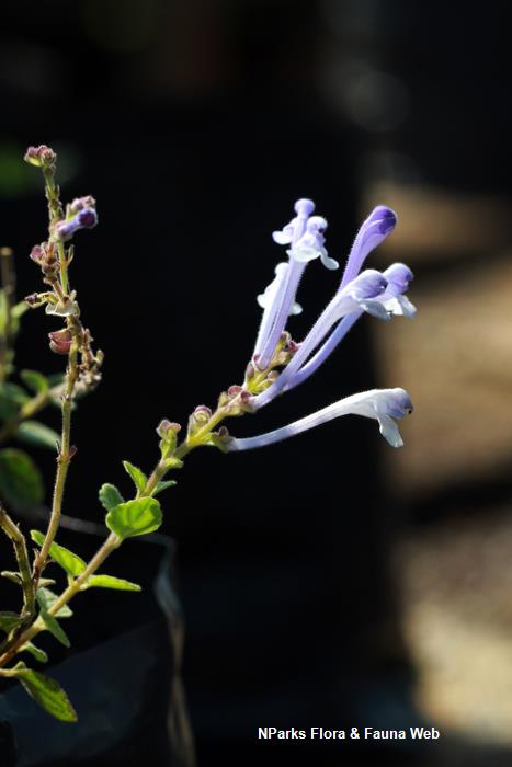 Scutellaria_Tashiroi_Vicky_Lim_Yen_Ngoh_1