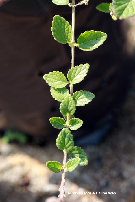 Scutellaria_Tashiroi_Vicky_Lim_Yen_Ngoh_2