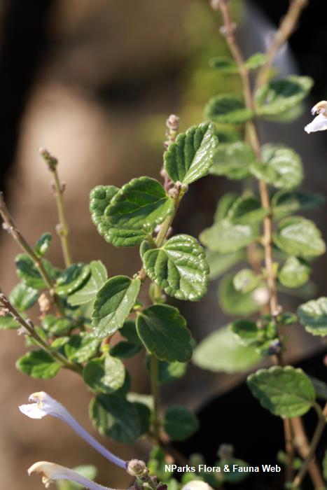 Scutellaria_Tashiroi_Vicky_Lim_Yen_Ngoh_3