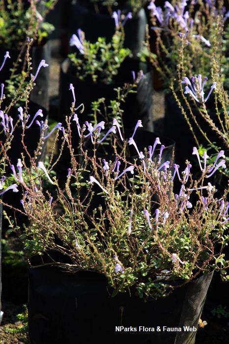 Scutellaria_Tashiroi_Vicky_Lim_Yen_Ngoh_4