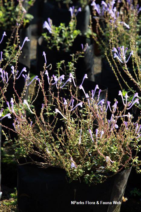 Scutellaria_Tashiroi_Vicky_Lim_Yen_Ngoh_4s