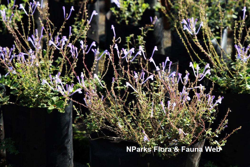 Scutellaria_Tashiroi_Vicky_Lim_Yen_Ngoh_5