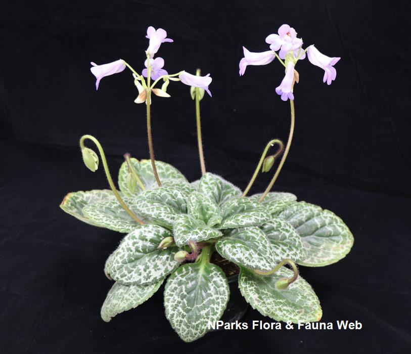 Primulina_dryas_Pretty_Turtle_Jennie_Tang_1