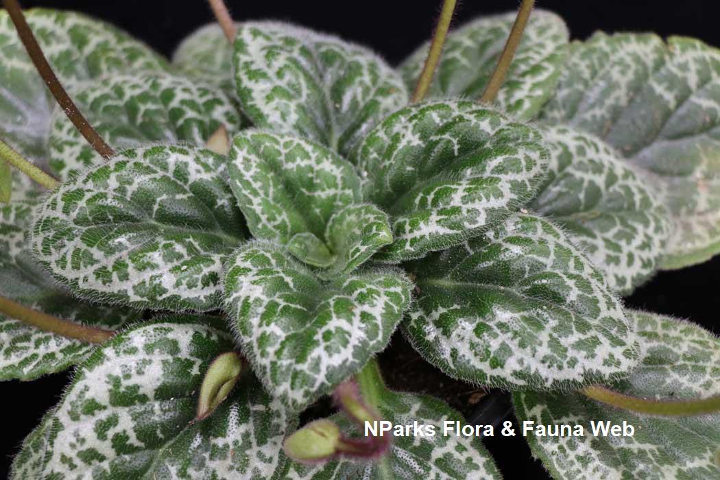 Primulina_dryas_Pretty_Turtle_Jennie_Tang_2