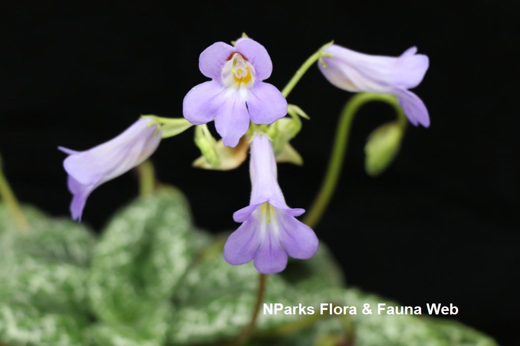 Primulina_dryas_Pretty_Turtle_Jennie_Tang_3