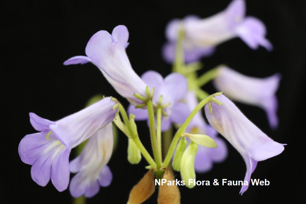 Primulina_dryas_Pretty_Turtle_Jennie_Tang_4