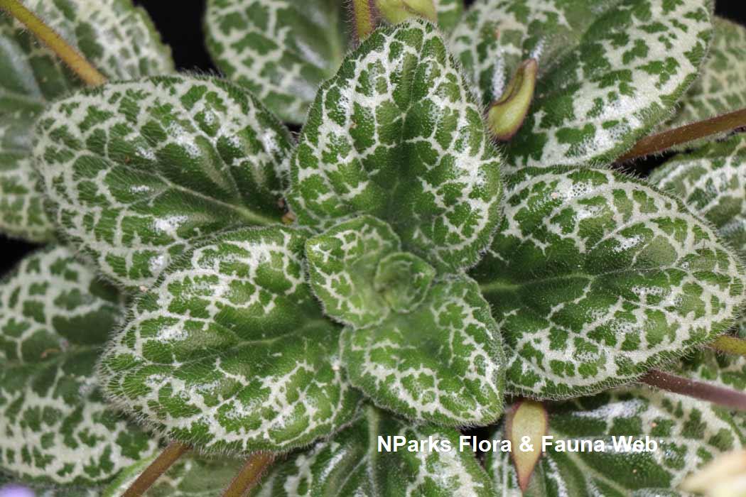 Primulina_dryas_Pretty_Turtle_Jennie_Tang_5