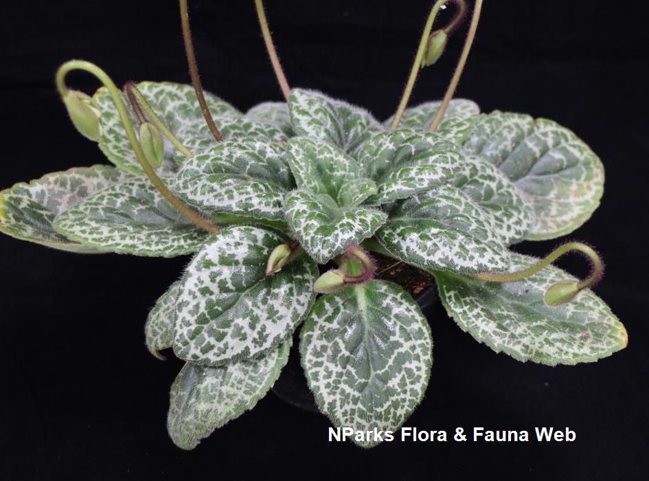 Primulina_dryas_Pretty_Turtle_Jennie_Tang_6