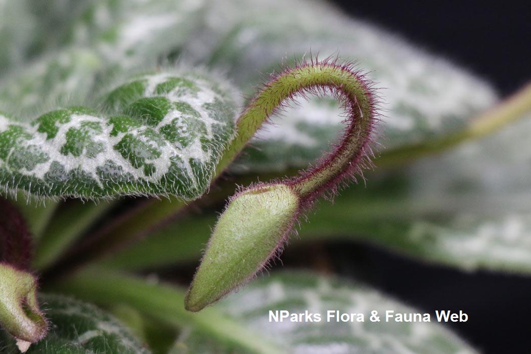 Primulina_dryas_Pretty_Turtle_Jennie_Tang_7