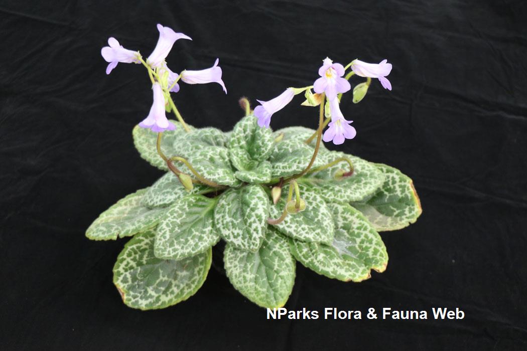 Primulina_dryas_Pretty_Turtle_Jennie_Tang_8