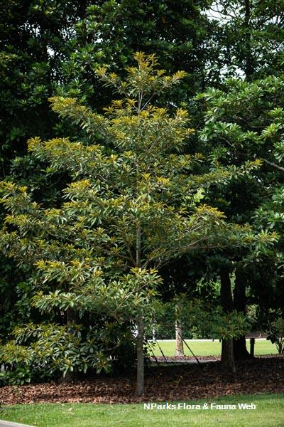 Palaquium philippense