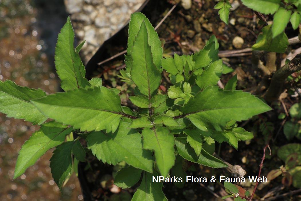 Bidens aurea Pretty in Pink 