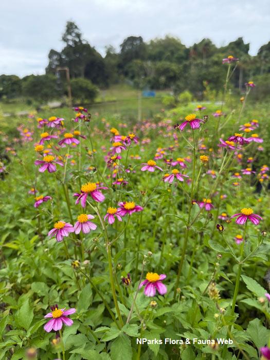 Bidens Pretty in Pink