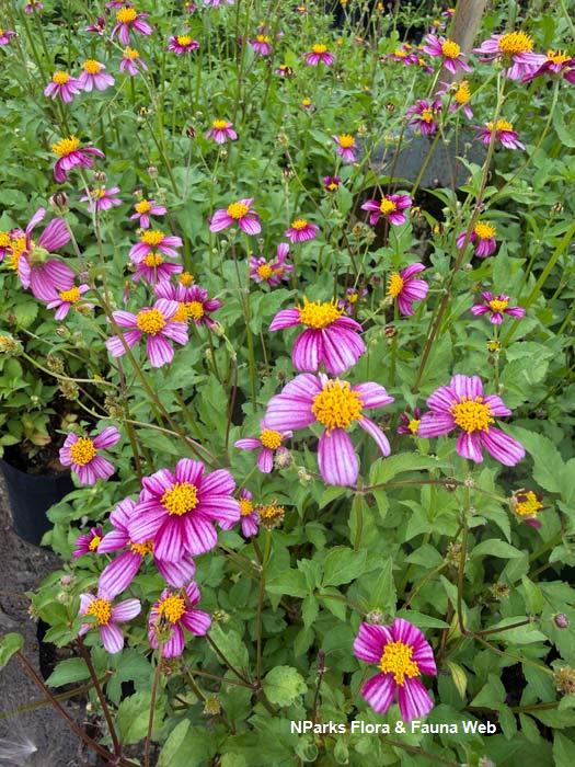 Bidens Pretty in Pink