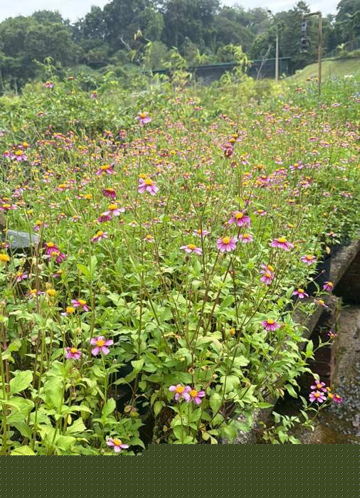 Bidens Pretty in Pink