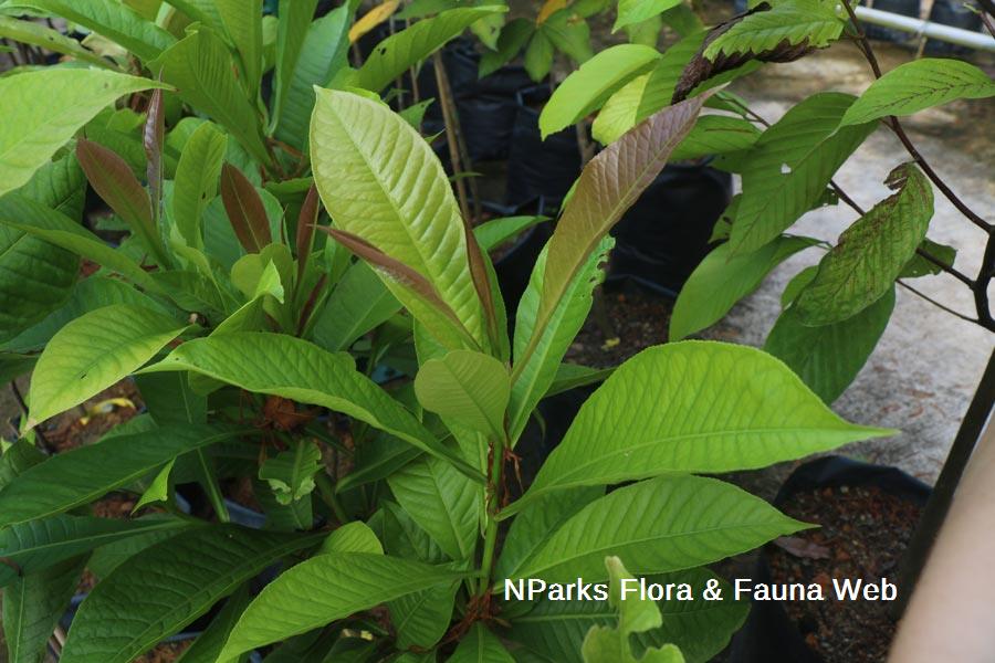 Petersianthus quadrialatus