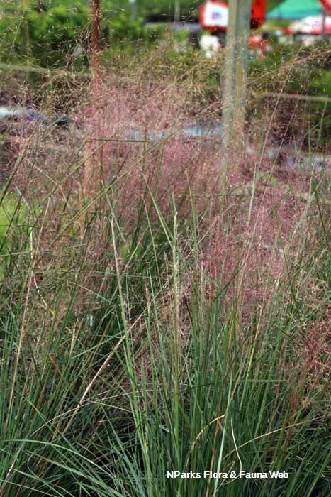 Muhlenbergia capillaris