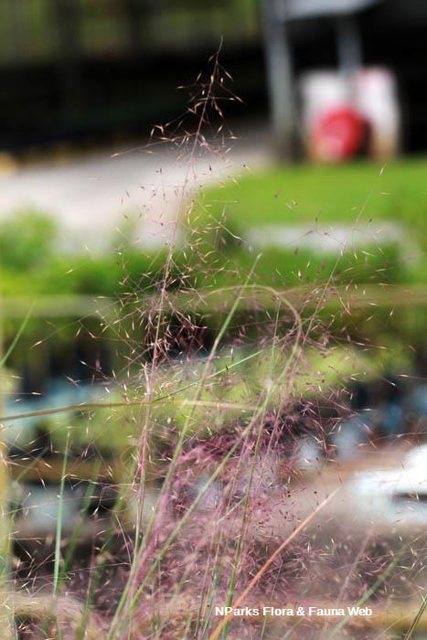Muhlenbergia capillaris
