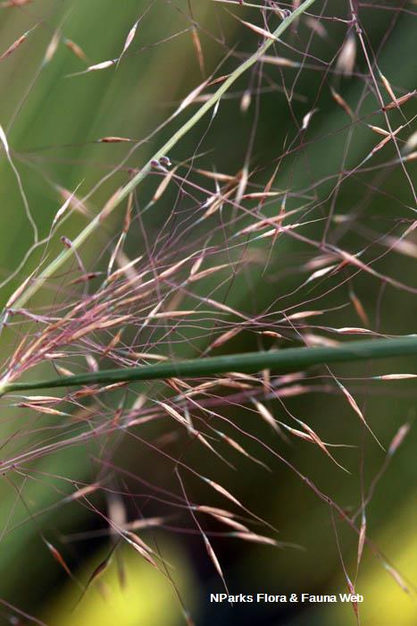 Muhlenbergia capillaris