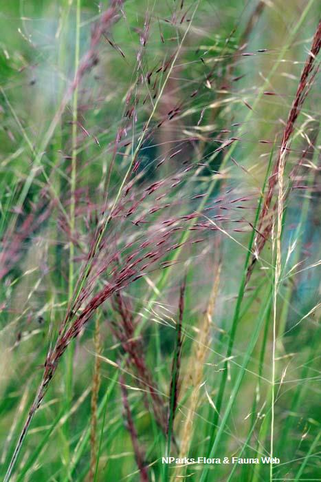 Muhlenbergia capillaris