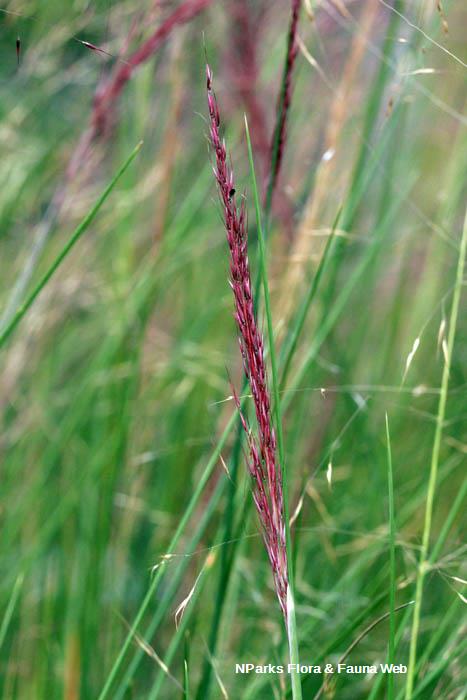 Muhlenbergia capillaris
