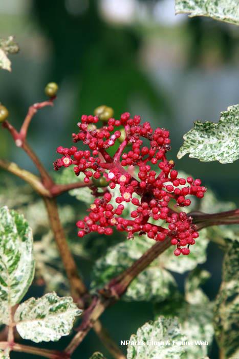 Leea rubra variegated