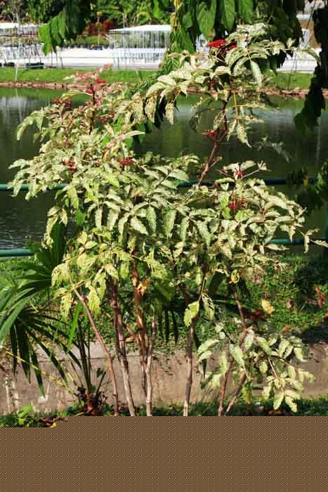 Leea rubra variegated