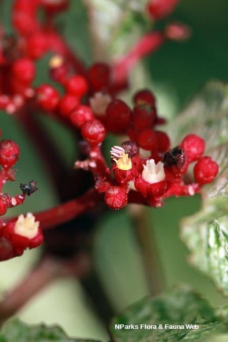 Leea rubra variegated