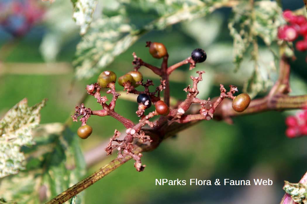 Leea rubra variegated