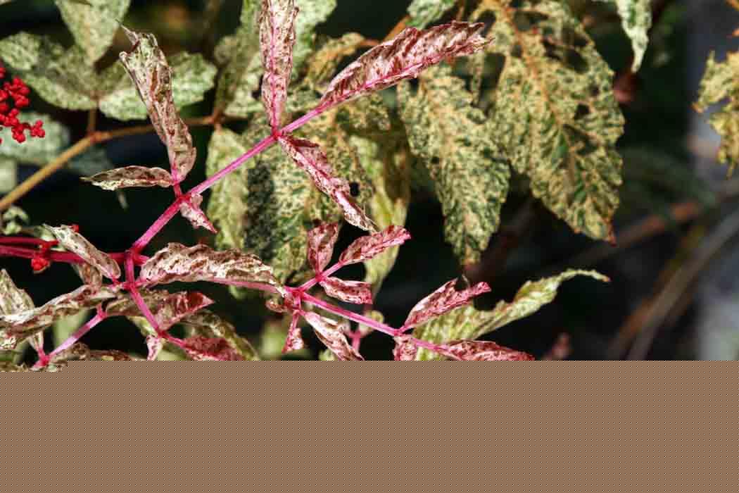 Leea rubra variegated