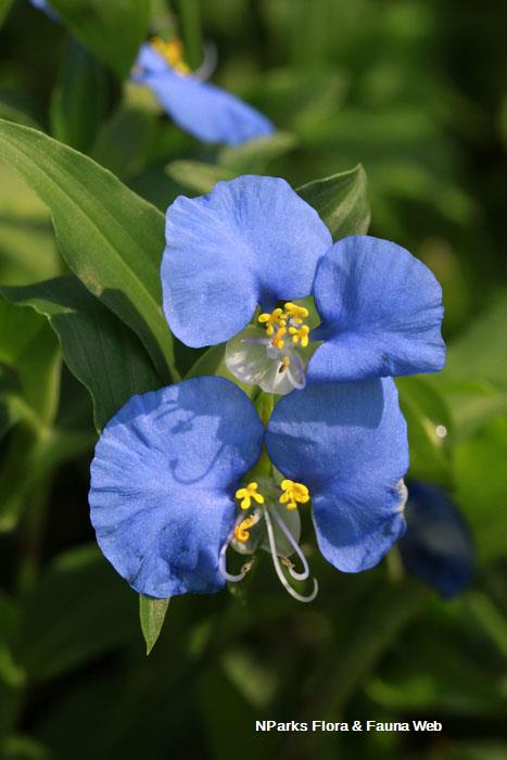 Commelina erecta