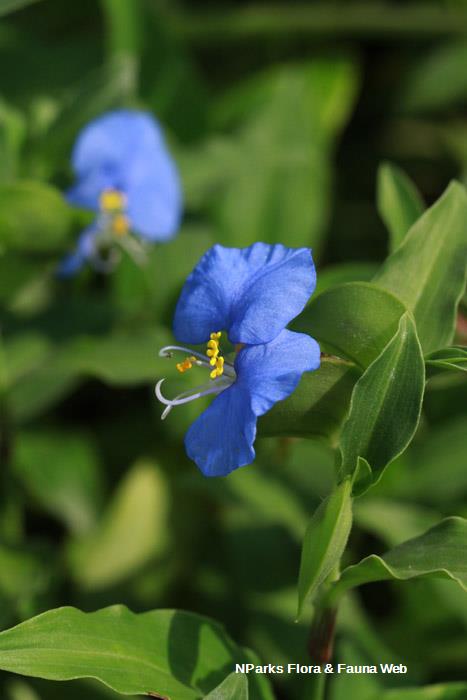 Commelina erecta