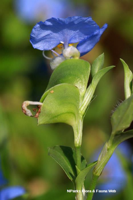 Commelina erecta