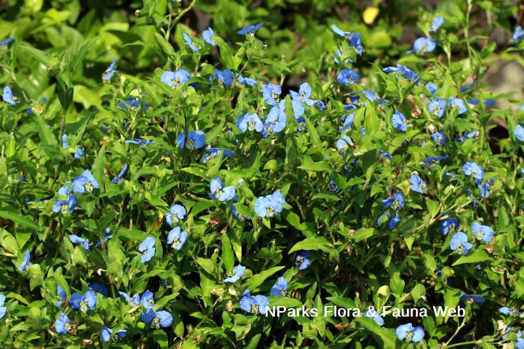 Commelina erecta
