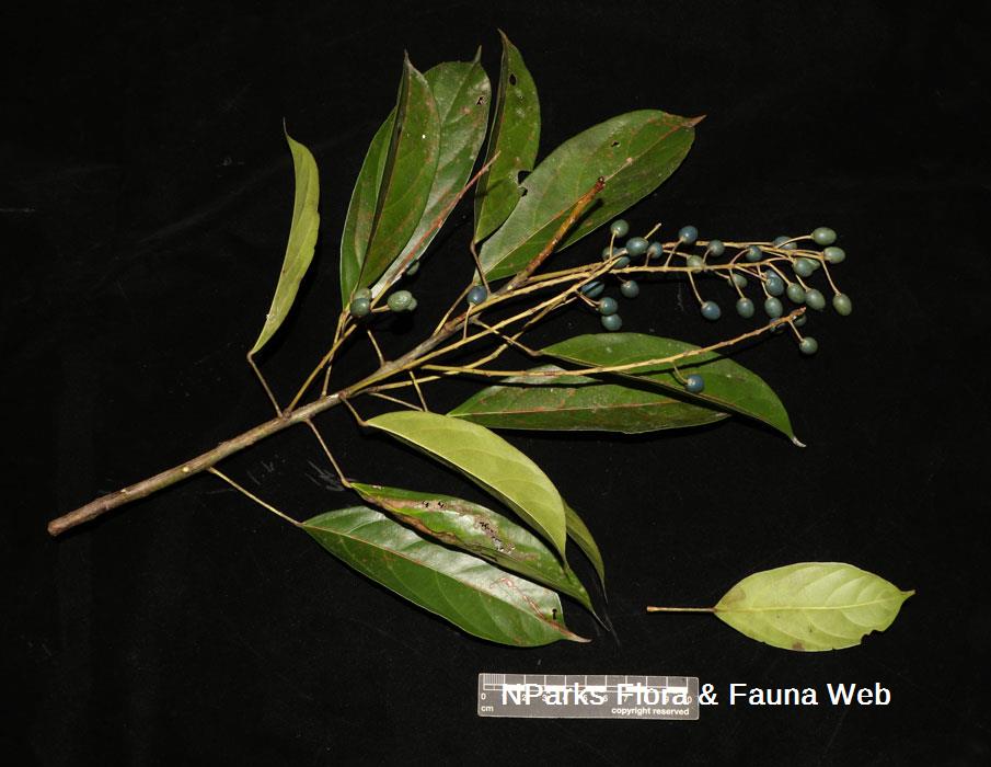Elaeocarpus griffithii