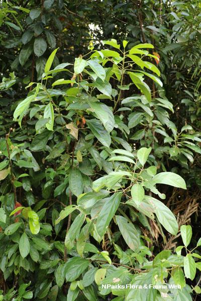 Elaeocarpus griffithii