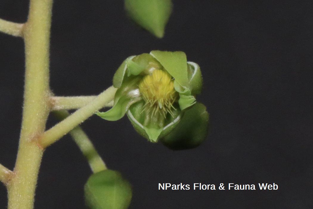 Elaeocarpus griffithii