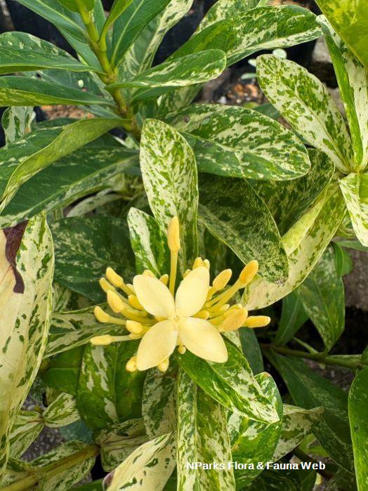 Ixora Splash