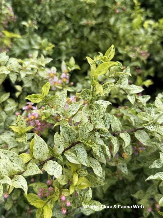 Malpighia glabra Dwarf Variegated