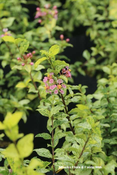 Malpighia glabra Dwarf Variegated