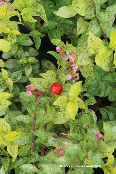 Malpighia glabra Dwarf Variegated