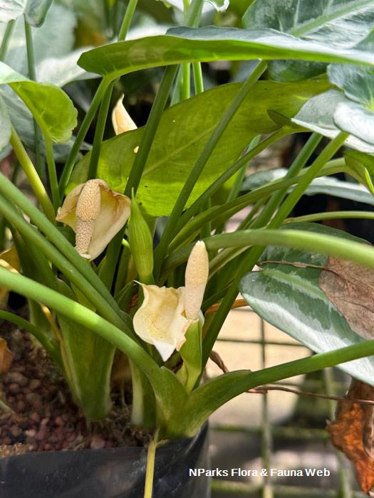 Schismatoglottis hainanensis