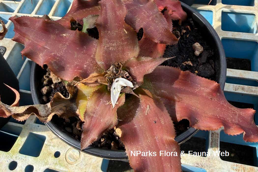 Cryptanthus cultivars