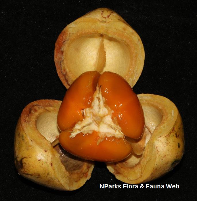Blumeodendron subrotundifolium
