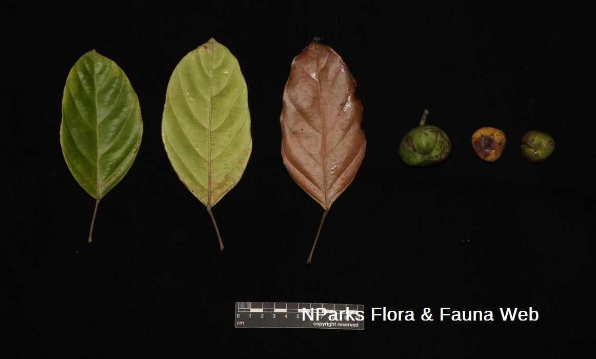 Blumeodendron subrotundifolium