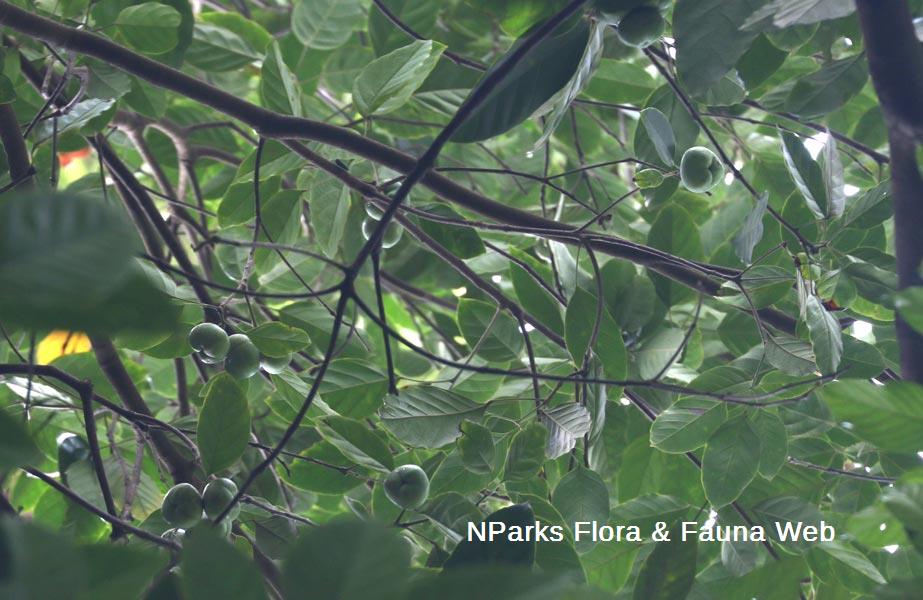 Blumeodendron subrotundifolium