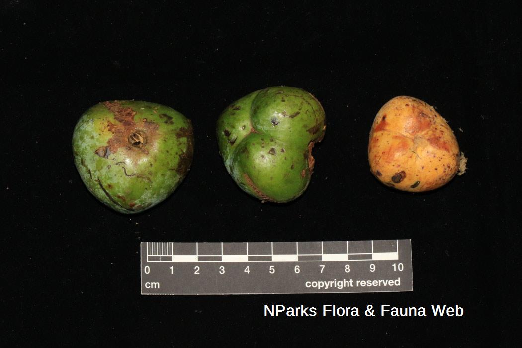 Blumeodendron subrotundifolium