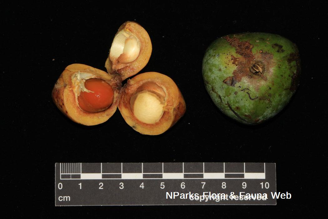 Blumeodendron subrotundifolium